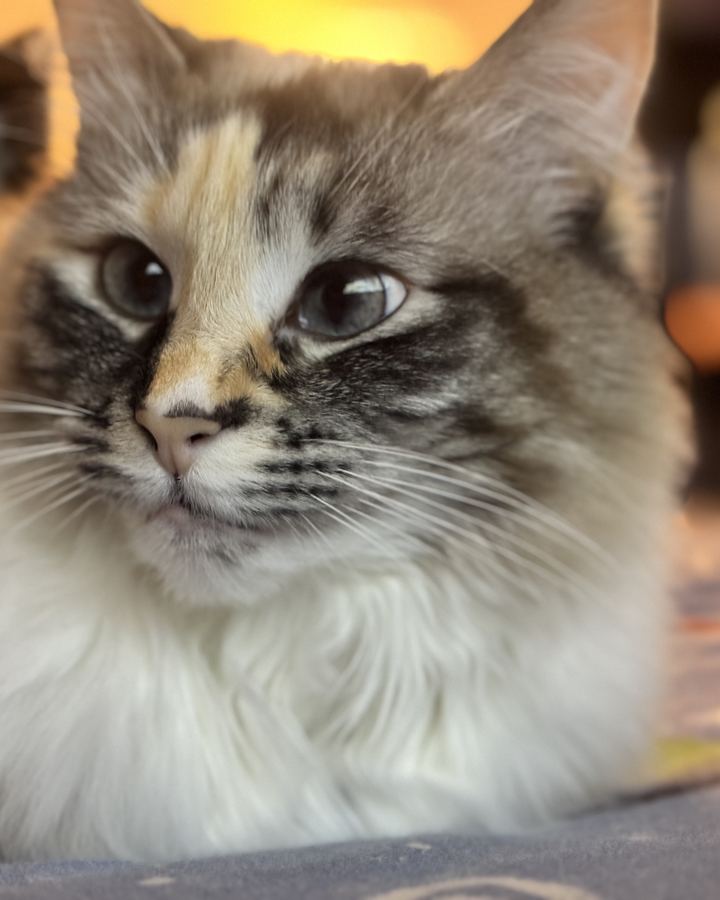 Luna, a fluffy grey, cream and white cat with blue eyes